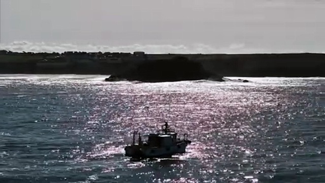 Dolphins delight in sunny seas off Newquay