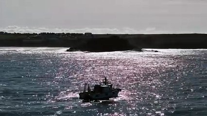 Dolphins delight in sunny seas off Newquay