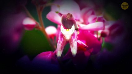 Spot This? It’s Too Late to Escape Now