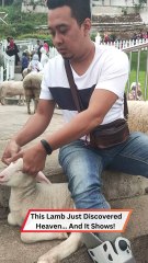 This Baby Lamb’s Massage Reaction Is Too Cute to Handle! 🐑