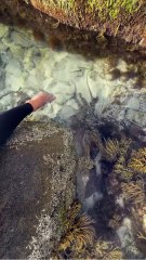 Octopus Attacks Foot—Spearfisher’s Unexpected  Encounter! 🐙😱