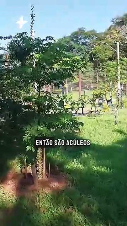 VÍDEO: Morador depara-se com árvores cortadas em praça de Novo Hamburgo; aposentado havia plantado a vegetação