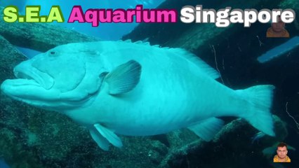 Sea Aquarium Singapore Tour | Resorts World Sentosa | Singapore | Singapore Oceanarium | Saltwater Aquarium | Aquarium | 1