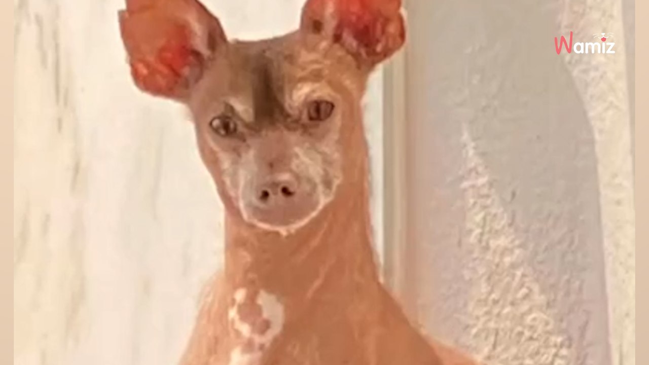 Haarloses Etwas bekommt, was es am meisten braucht: Nun ist jeder sprachlos