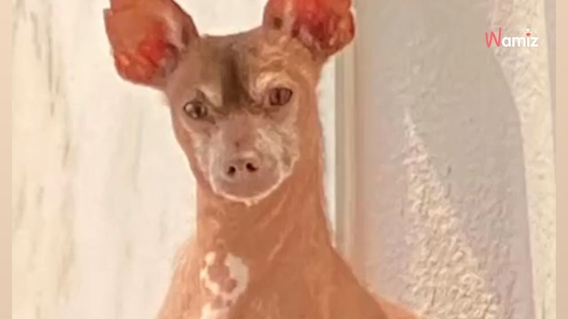 Haarloses Etwas bekommt, was es am meisten braucht: Nun ist jeder sprachlos