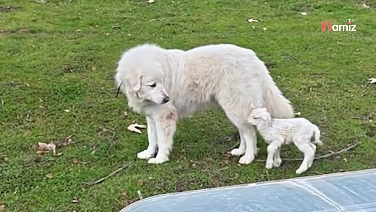 Un cordero confunde a un perro pastor con su madre nada más nacer (vídeo)