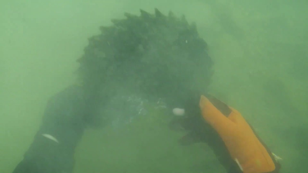 2 Bodies Found Murdered   Scuba Diving Helping Police Look For Clues