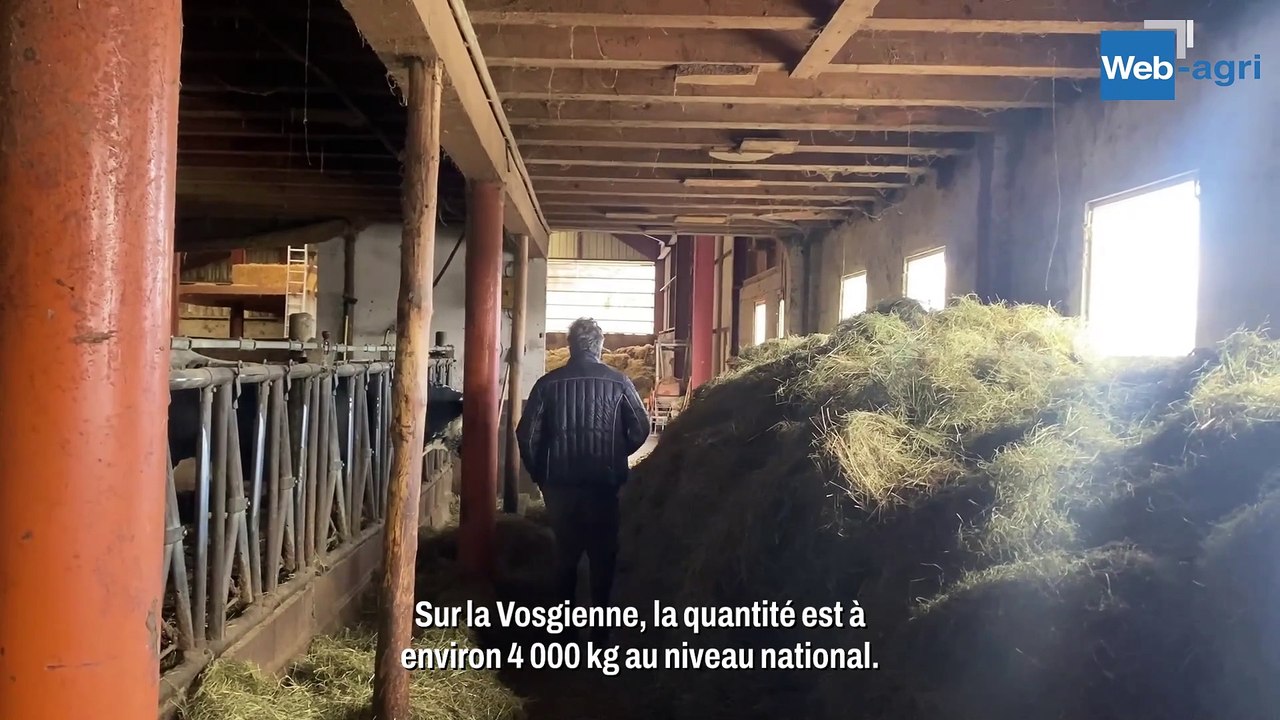 Aux Gaec des Hautes Huttes, des vosgiennes hautes productrices
