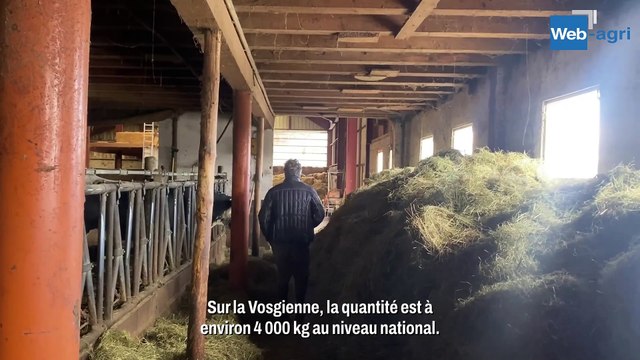 Aux Gaec des Hautes Huttes, des vosgiennes hautes productrices