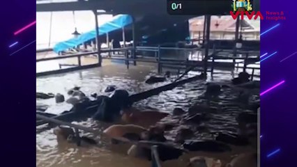 RPH di Bekasi Utara Terendam Banjir, Puluhan Sapi Terjebak