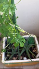 It’s having babies