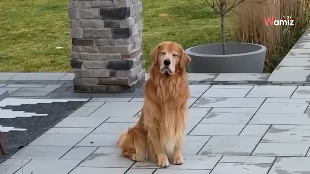 Retriever can't use pool in winter: His owner comes up with a creative solution