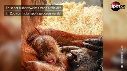 Süß! Orang-Utan-Baby im Zoo von Indianapolis geboren