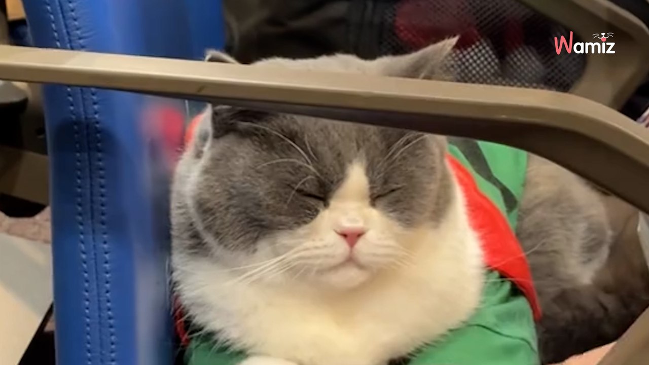 Deux chats prennent l’avion : leur attitude va faire craquer 8M d’internautes