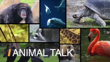 Animals Seem to Be Able to ‘Learn’ Another Species’ Language: Study