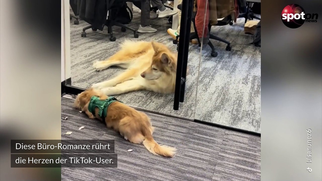 Büro-Romanze: Zwei süße Hunde rühren das Netz