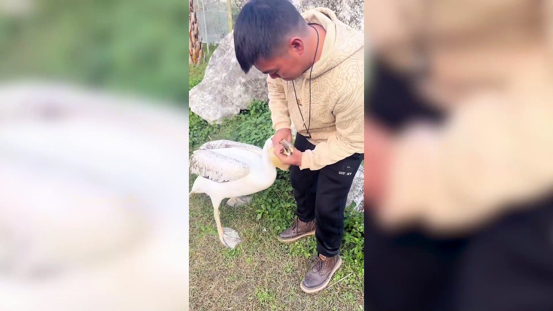 Zookeeper rescues two hamsters from pelican’s beak as it tries to swallow them