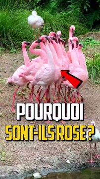 POURQUOI LES FLAMANTS ROSES SONT ROSES ?!