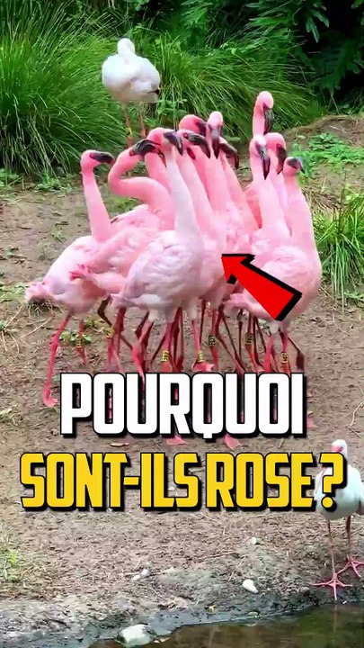 POURQUOI LES FLAMANTS ROSES SONT ROSES ?!