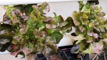 Produção Horticola com Hidroponia