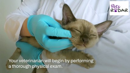 What Should I Do If My Kitten Has Diarrhea?