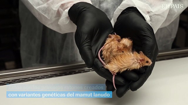 Científicos crean los primeros ratones lanudos utilizando genes de mamut