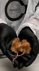 Científicos crean los primeros ratones lanudos utilizando genes de mamut