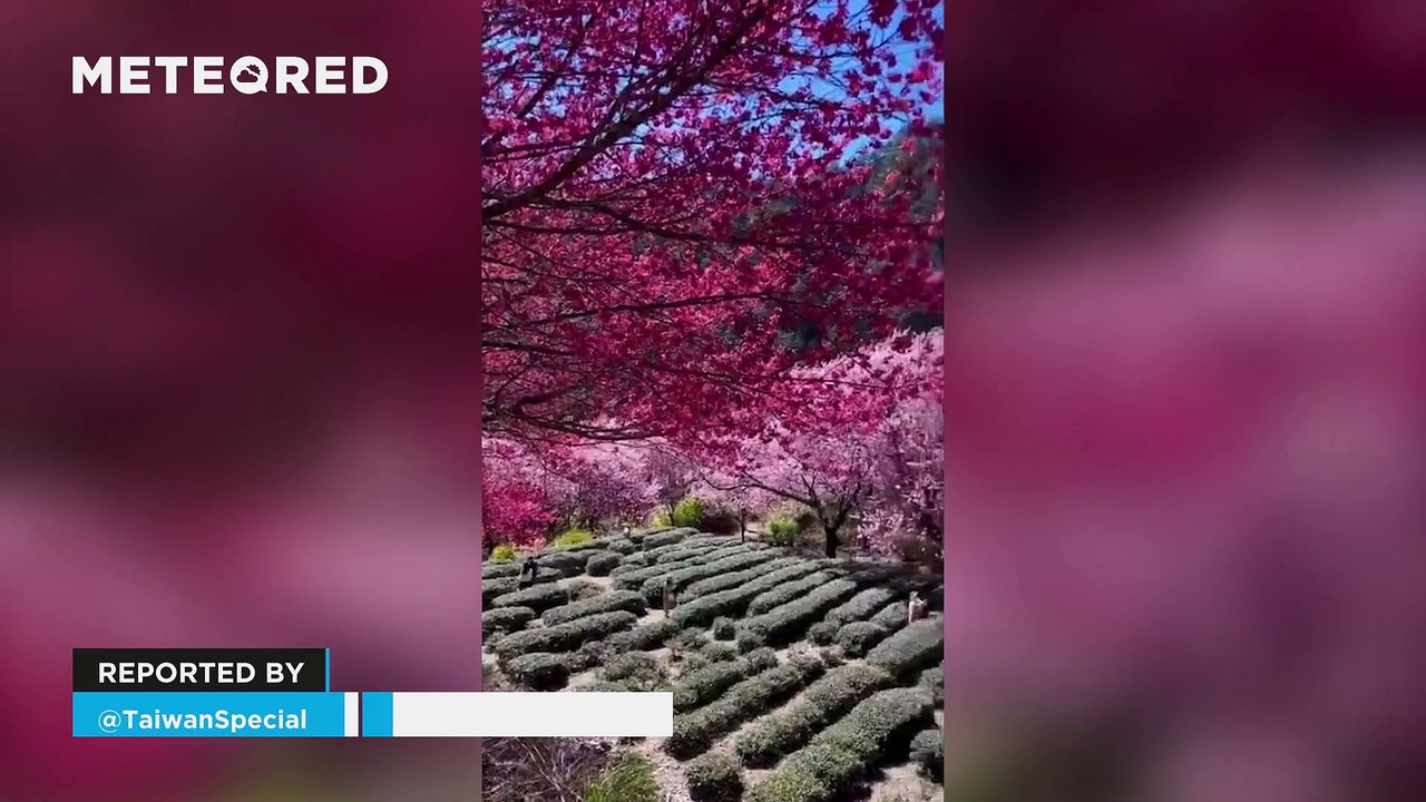 Spring colors are coming to Taiwan! This is how the cherry blossoms are in Taichung