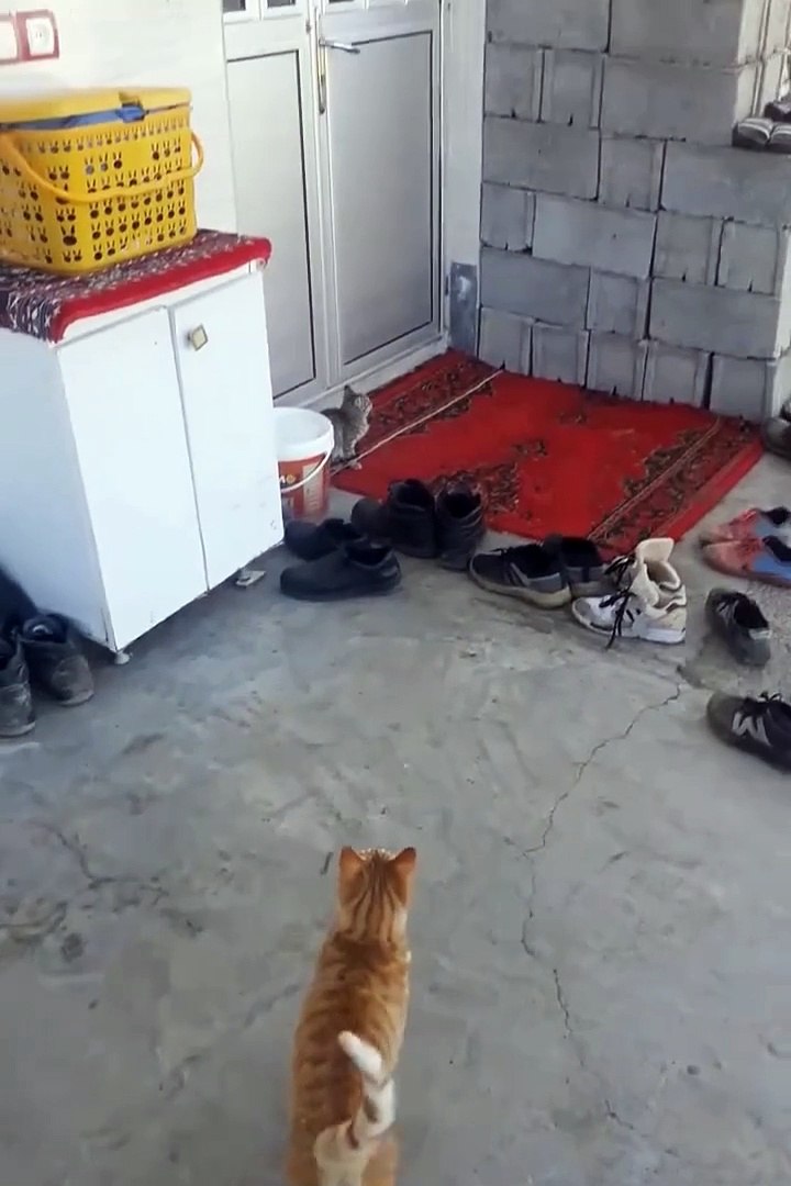 ⁣Cute cats😼😂funnieat cats #cats #funniest #animals