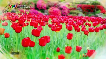 CUỘC SỐNG RỰC RỠ - TẬP 17 - VTV3 THUYẾT MINH - PHIM HÀN QUỐC - CUOC SONG RUC RO