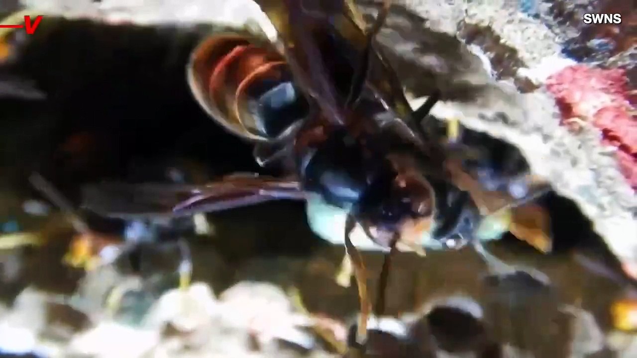 Asian Hornets Are Systematically Choking Out 1,400 Native Species in UK and Europe