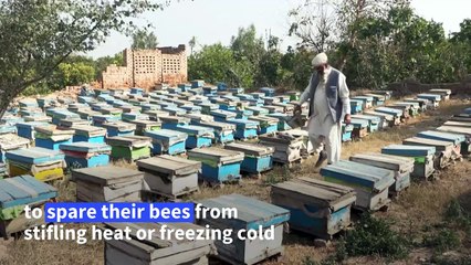 Pakistan beekeepers struggle amid climate change and pollution