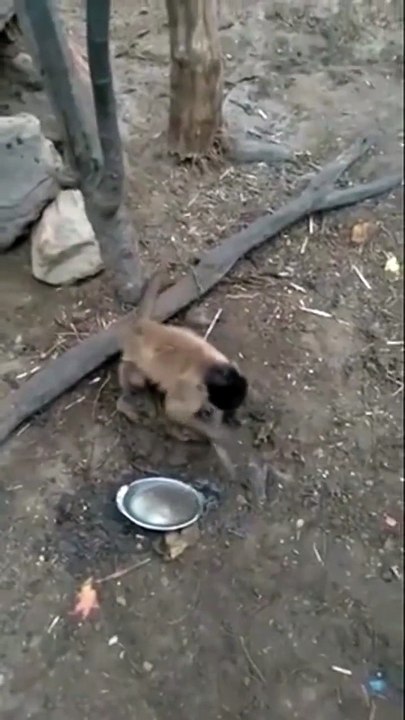 Ce singe prépare un mauvais coup