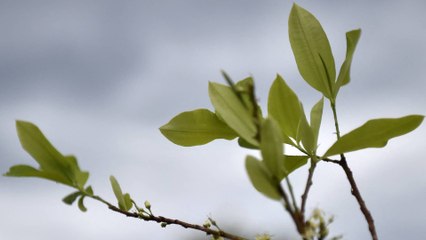 Así funcionará la estrategia del Gobierno sobre comprar cultivos de coca en el Catatumbo