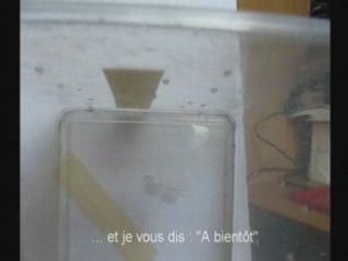 La danse du pholque (corrigé)