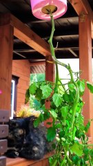 Nature’s cheat codes! Awesome gardening hacks that work!