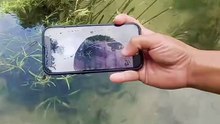 Fish dancing behind river grass