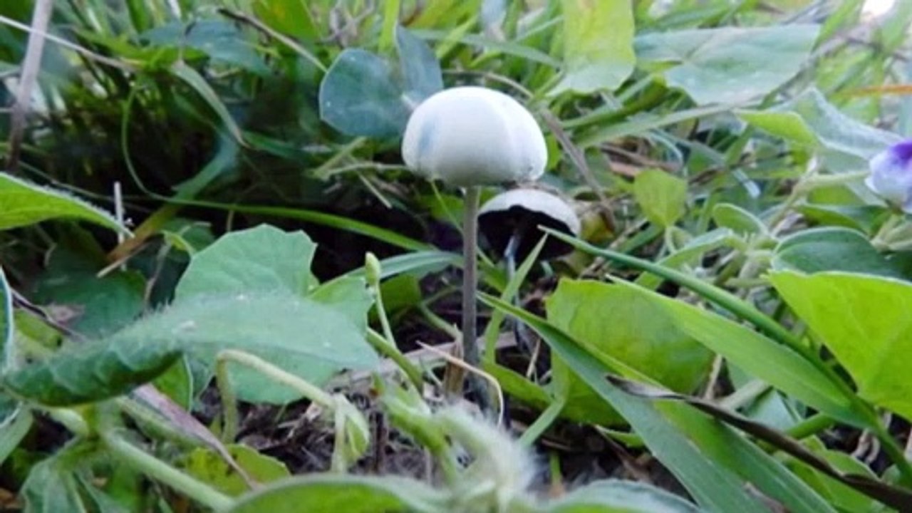 Psilocybin in magic mushrooms helping veterans suffering from PTSD and depression