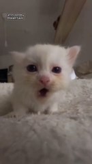 🌍🐾 Welcome to our purr-fect exploration of **#CatsOfTheWorld**! Immerse y