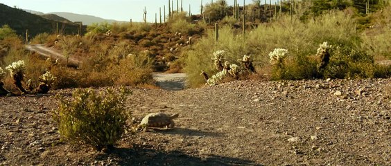 Lucky: Un joven de noventa años | movie | 2017 | Official Trailer