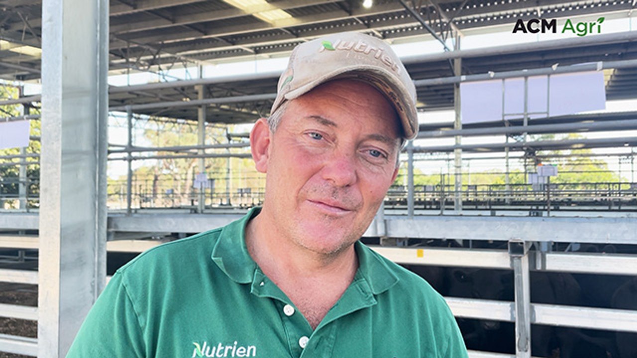 Small Euroa yarding underpinned by northern buyers