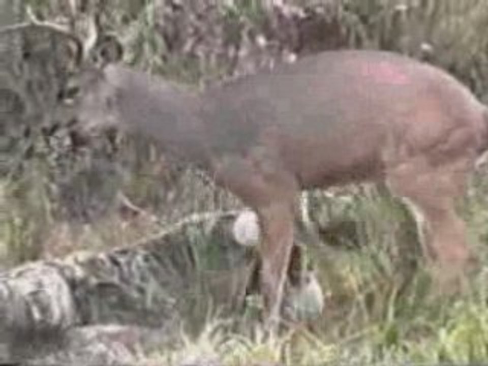 Régis à la chasse 2