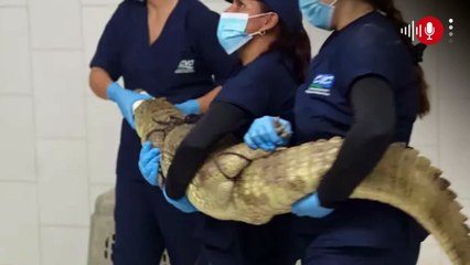 En fotos: la babilla que estaba en el patio de una casa en Cartago, Valle del Cauca