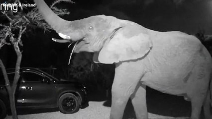 Elephant captured walking up couple’s driveway on Ring doorbell camera