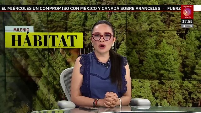 Reaparece el pachay de Galápagos, ave que se creía extinta desde hace 190 años | Milenio Hábitat