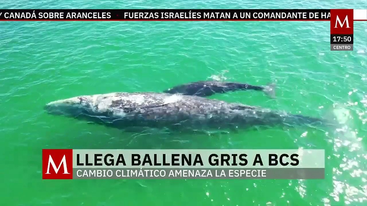 Cambio climático amenaza a la ballena gris, llegan menos ejemplares a BCS | Milenio Hábitat