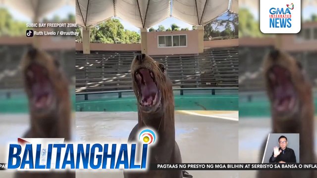 Sea Lion ng isang marine park, kinagigiliwan sa kaniyang entry sa Giniling trend | Balitanghali