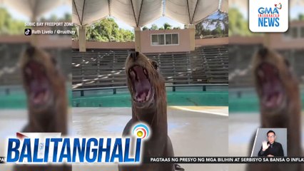 Sea Lion ng isang marine park, kinagigiliwan sa kaniyang entry sa "Giniling" trend | Balitanghali
