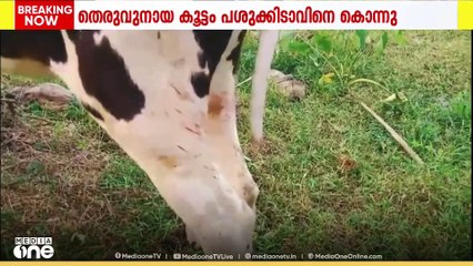 കോഴിക്കോട് പയ്യാനക്കലിൽ തെരുവുനായ  കൂട്ടം പശുക്കിടാവിനെ കൊന്നു