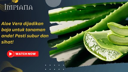 Lidah buaya boleh dijadikan baja pokok? Biar betul?